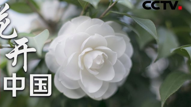 如何安全使用花呗额度避免金融陷阱