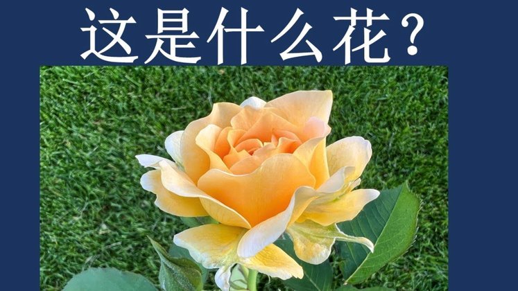 花呗套是什么意思啊