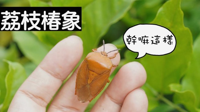 便荔卡包为什么不能提现