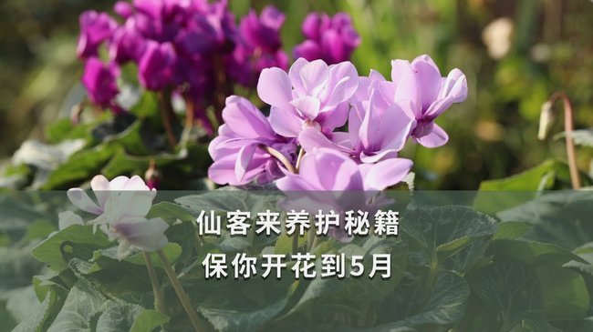 怎么套花呗