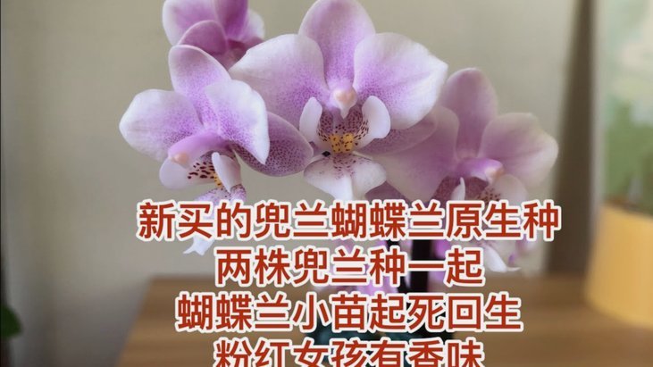 秒花是什么意思