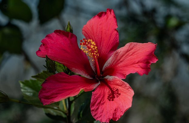 套花呗的app