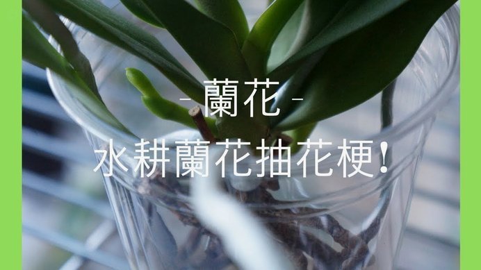 套花呗的钱怎么套