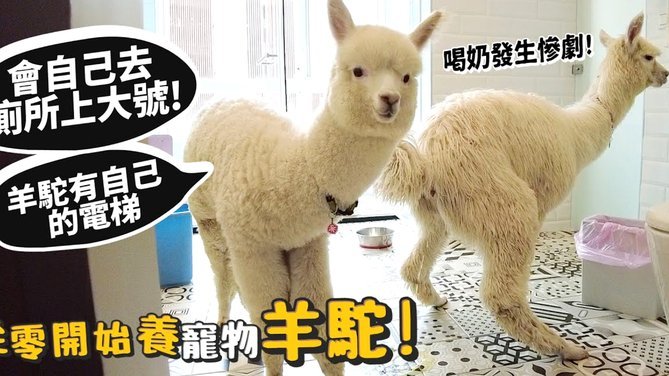 得物里面的月付能提现吗