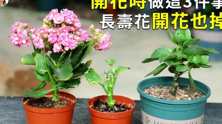 秒花花退款难吗？用户真实体验