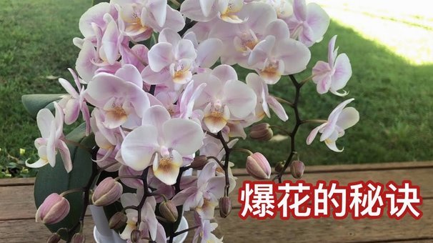 花呗怎么提现呢?